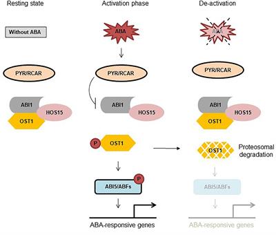 Desensitization of ABA-Signaling: The Swing From Activation to Degradation